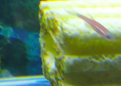 鱼缸24小时开灯对鱼有影响吗 为什么不能一直开鱼缸灯