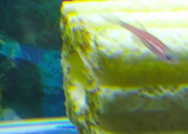 鱼缸24小时开灯对鱼有影响吗