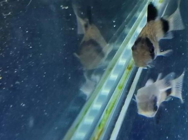 鱼缸24小时开灯对鱼有影响吗