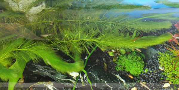 鱼缸24小时开灯对鱼有影响吗