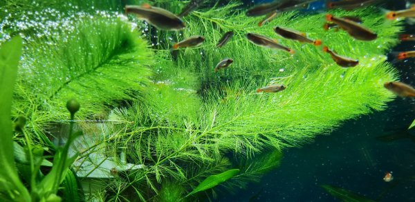 鱼缸24小时开灯对鱼有影响吗