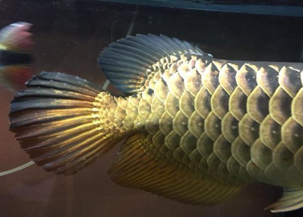 鱼缸100升水放多少高锰酸钾