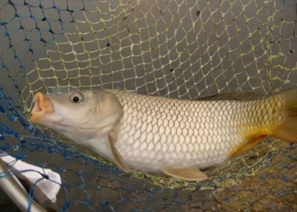 夏天下雨后好钓鱼吗