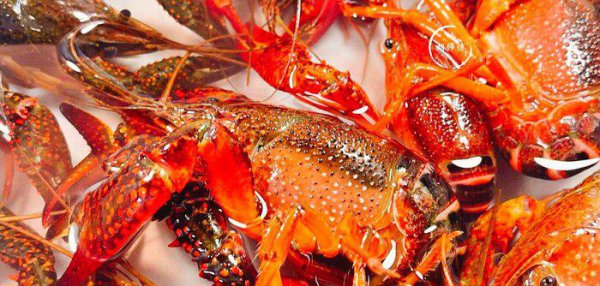 龙虾怎么洗才干净