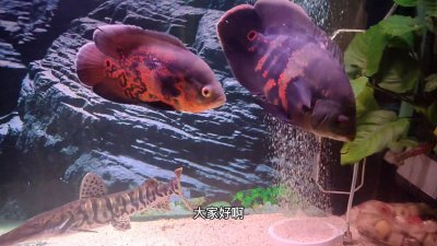 地图鱼能长多大寿命有多久 常见地图鱼有哪些种类