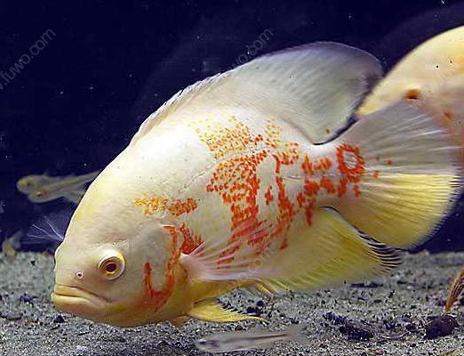 地图鱼能长多大寿命有多久