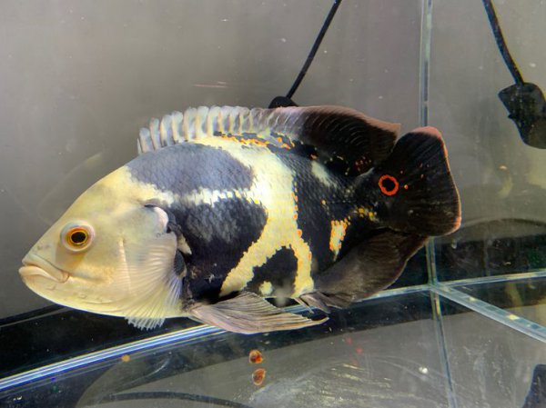 地图鱼能长多大寿命有多久