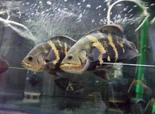 地图鱼能长多大寿命有多久