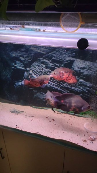 地图鱼能长多大寿命有多久