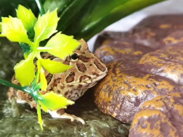 角蛙新手入门饲养教程