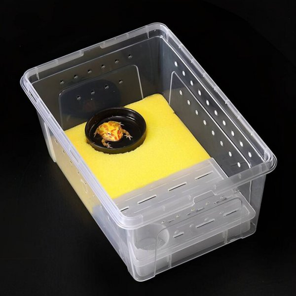 角蛙新手入门饲养教程