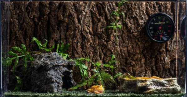 角蛙新手入门饲养教程