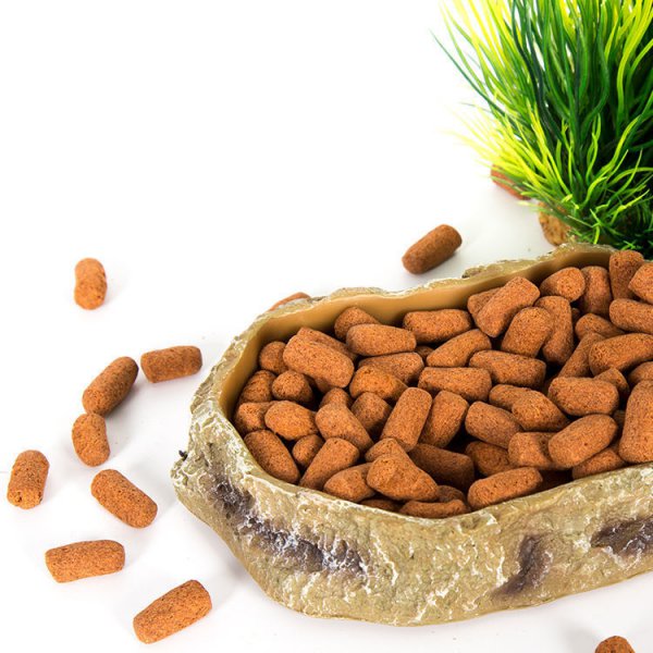 角蛙新手入门饲养教程