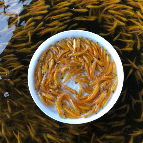 角蛙新手入门饲养教程