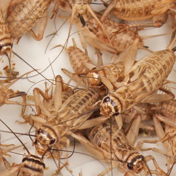 角蛙新手入门饲养教程