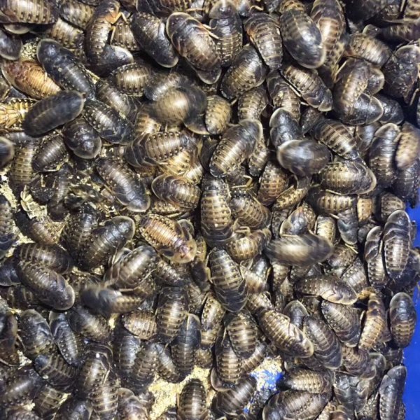 角蛙新手入门饲养教程