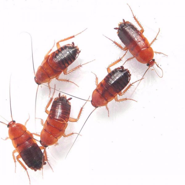 角蛙新手入门饲养教程