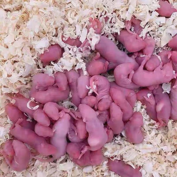 角蛙新手入门饲养教程