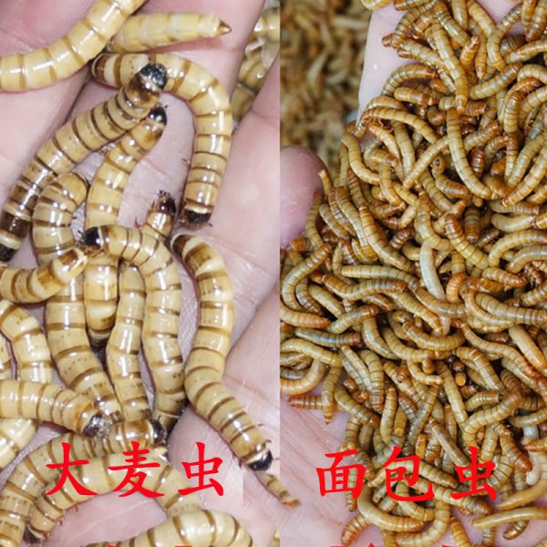 角蛙新手入门饲养教程