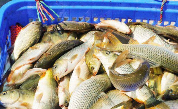 黑坑钓鱼调漂的正确方法