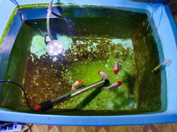 鱼缸水很清但是有腥味怎么处理