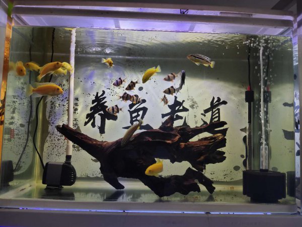 鱼缸水很清但是有腥味怎么处理