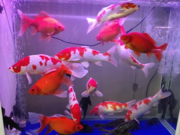 鱼缸水很清但是有腥味怎么处理