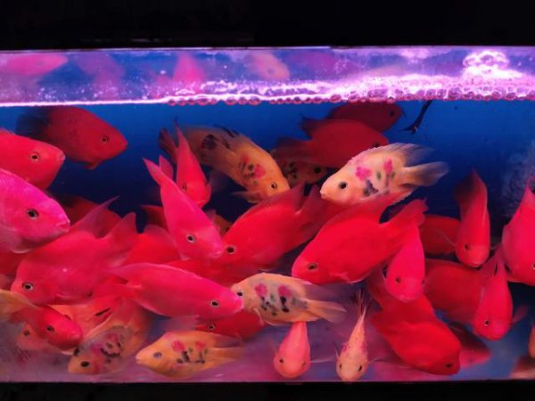 鱼缸水很清但是有腥味怎么处理