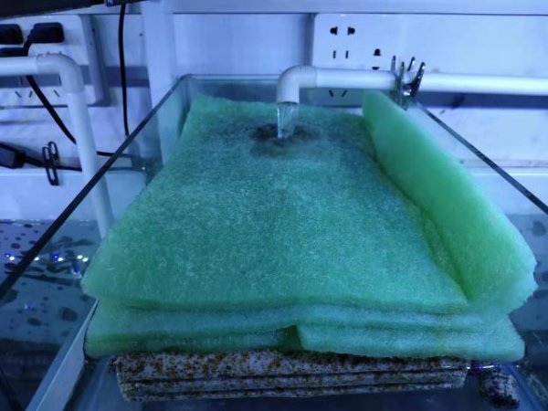 鱼缸水很清但是有腥味怎么处理