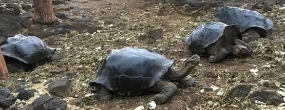 加拉帕戈斯象龟有什么特点