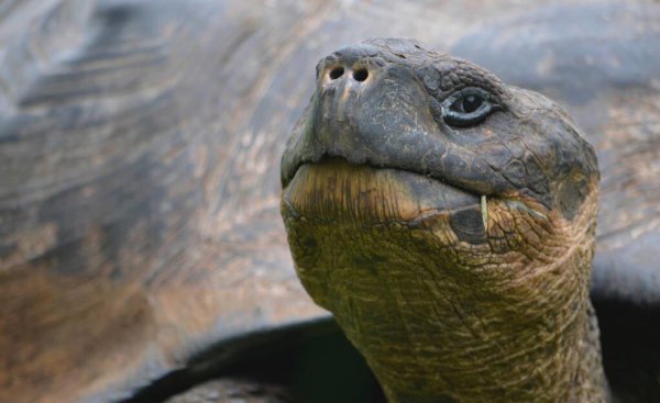 加拉帕戈斯象龟有什么特点