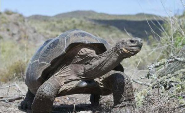 加拉帕戈斯象龟有什么特点