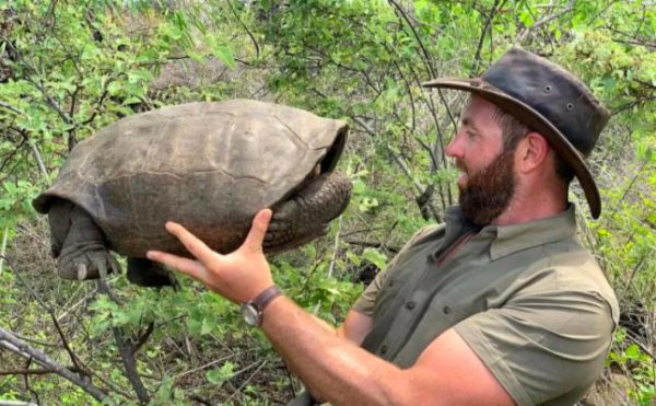 加拉帕戈斯象龟有什么特点