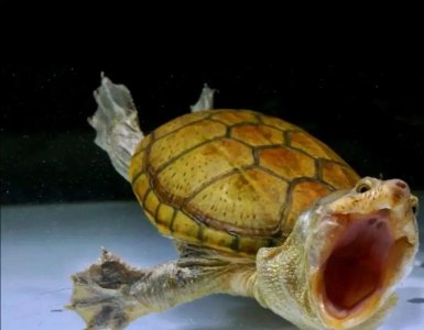 蛋龟品种大全介绍及图片 简单科普一些经典蛋龟品种