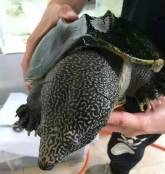 蛋龟品种大全介绍及图片