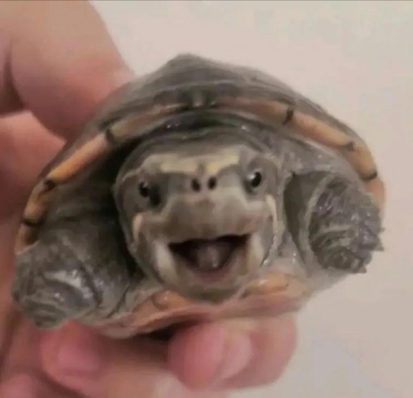 蛋龟品种大全介绍及图片