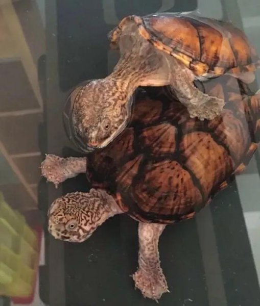 蛋龟品种大全介绍及图片