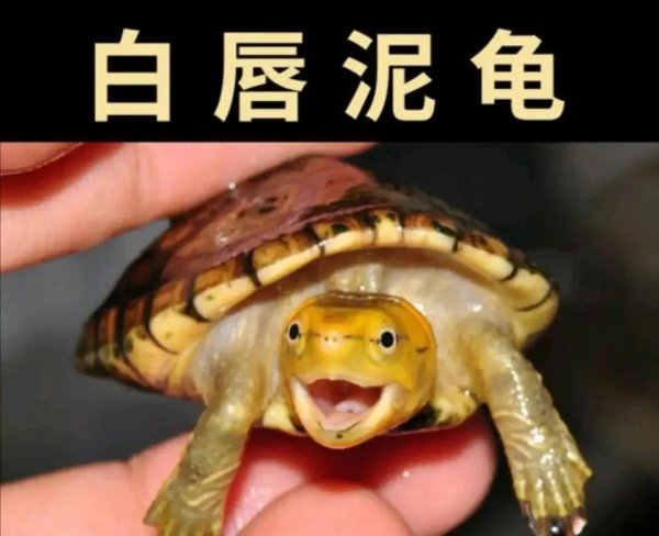 蛋龟品种大全介绍及图片