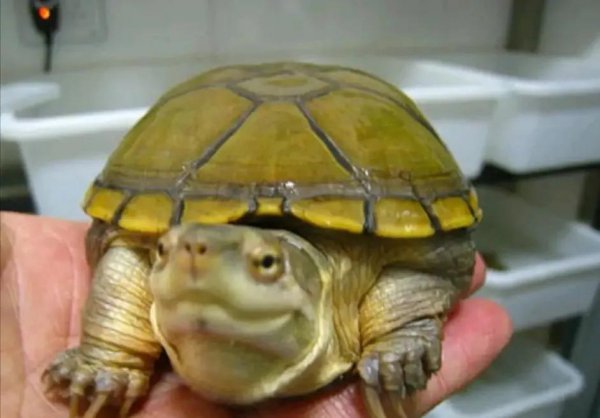 蛋龟品种大全介绍及图片