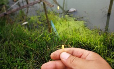 七星漂怎么调漂 七星漂钓鱼正确的调漂方法是什么