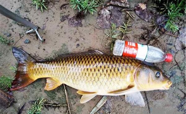 七星漂怎么调漂