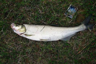 路亚竿钓什么鱼 适合路亚竿钓的鱼种一般都有哪些