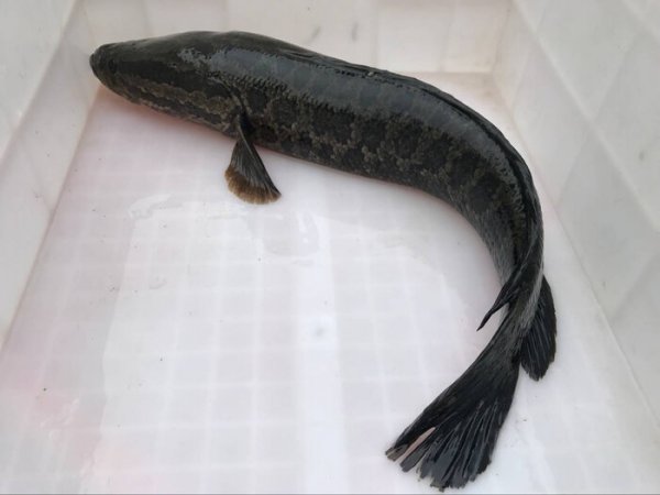 路亚竿钓什么鱼