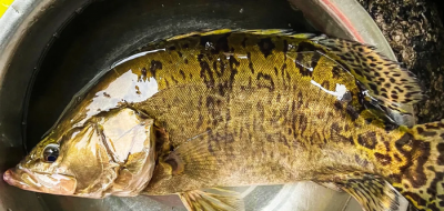 鳜鱼用什么饵钓比较好 鳜鱼可能最喜欢吃什么饵料