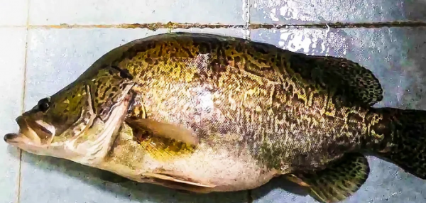 鳜鱼用什么饵钓比较好