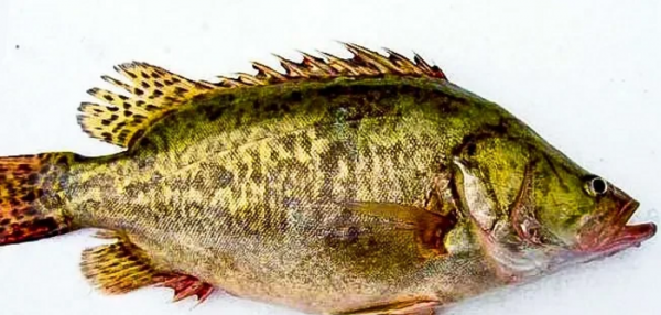 鳜鱼用什么饵钓比较好