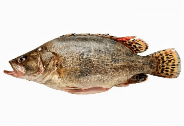 鳜鱼用什么饵钓比较好