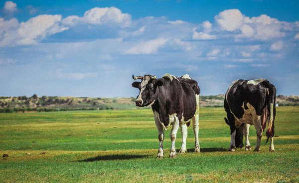 水牛奶和纯牛奶有什么区别