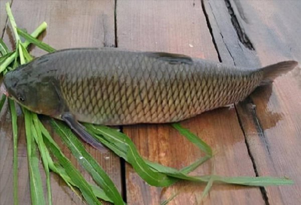 草鱼喜欢吃什么草