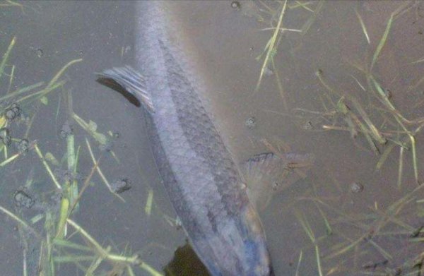 草鱼喜欢吃什么草